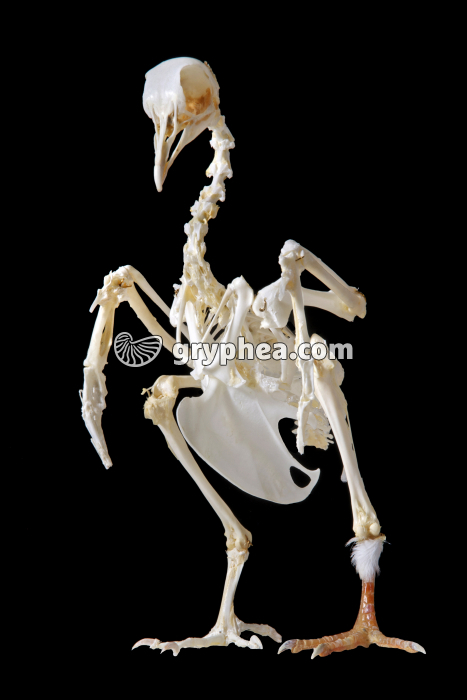 Squelette de Pigeon - gryphea.org